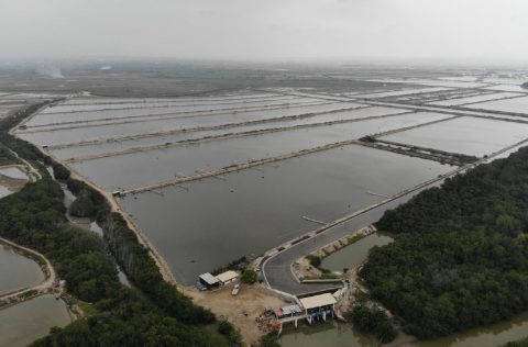 MARINASOL, estanques langostinos en Tumbes