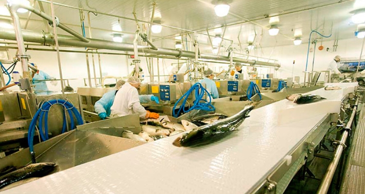 marine-harvest-canada-transformados