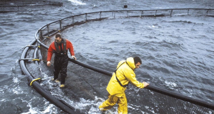 marine-harvest-jaula