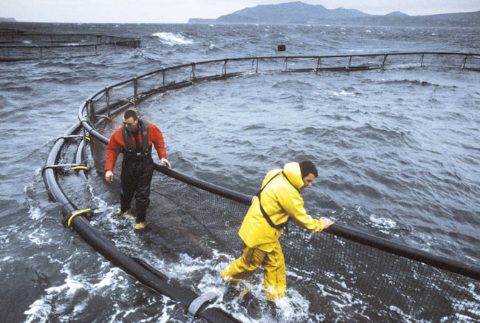 marine-harvest-jaula