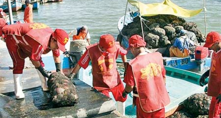 Mariscadores Bahía de Sechura - Perú