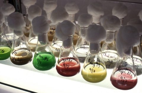 Matraces de microalgas