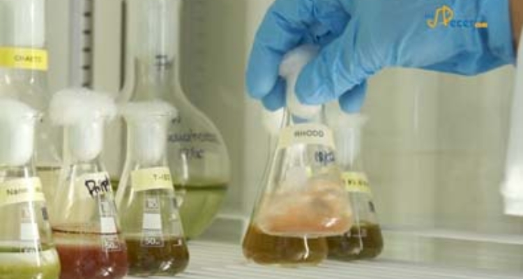 matraces_microalgas_fitoplancton_marino