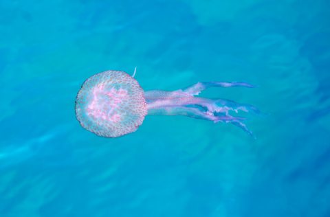 Medusa (Pelagia noctiluca)
