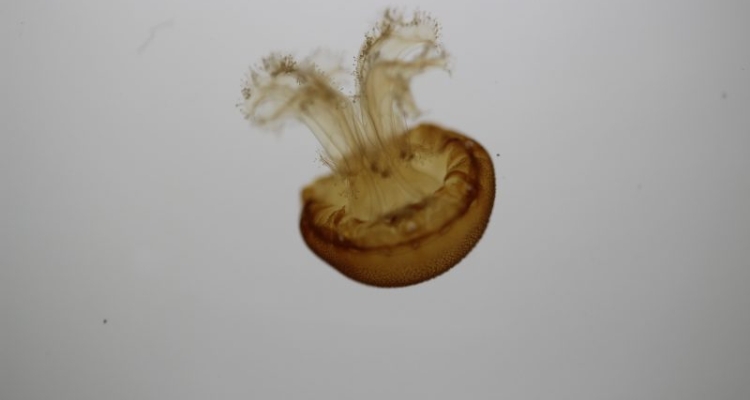 medusa_rhizostoma_luteum