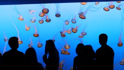 medusas-acuario