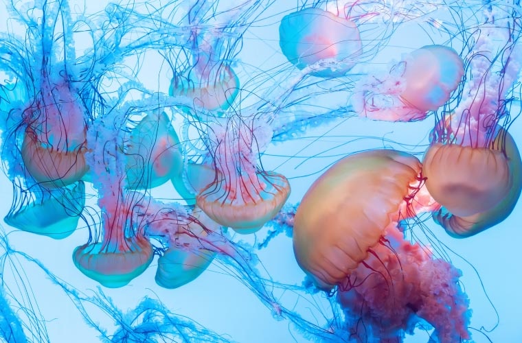 Medusas Medusas