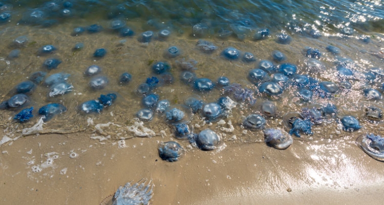 medusas-playa-760