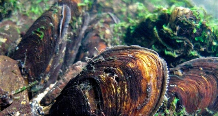 Margaritifera margaritifera /USC
