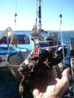 mejillon_galicia.jpg_1019842392 mejillon_galicia.jpg_1019842392