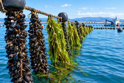 Dai vivai di mitili una nuova filiera delle alghe: BIOBASED porta l’IMTA verso il mercato