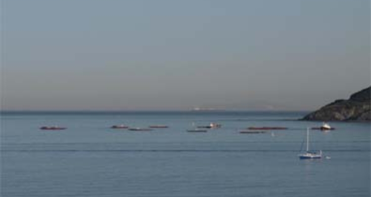 mejillones-andalucia-estrecho-gibraltar