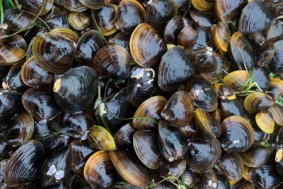Il sesso della cozza potrebbe influenzarne il valore nutrizionale