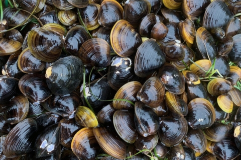 mejillones