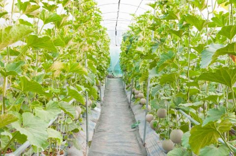 Cultivo de melones en invernadero