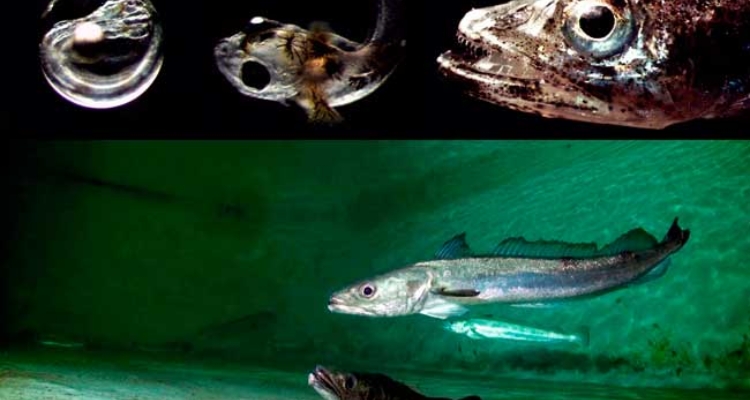 Merluza Europea