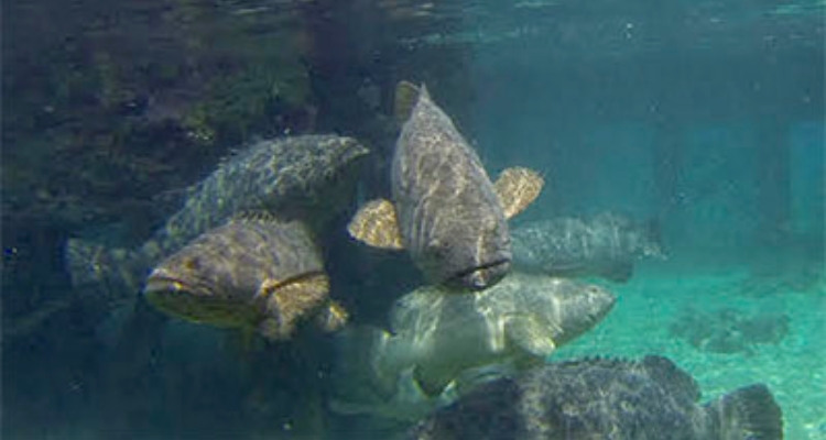 Mero guasa (Epinephelus itajara)