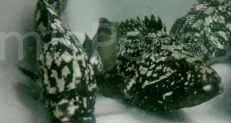 meros_ifapa_futuna_2kg