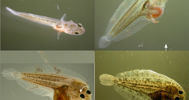 metamorfosis-lenguado-senegales-fases