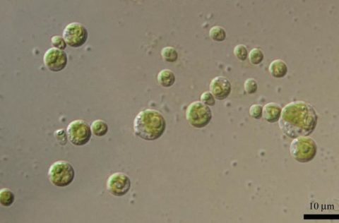 Microalga Chlorella sorokiniana