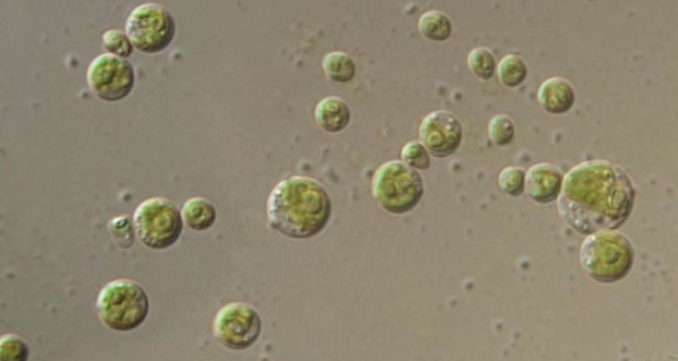 Microalga Chlorella sorokiniana