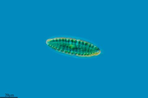 Microalga diatomea