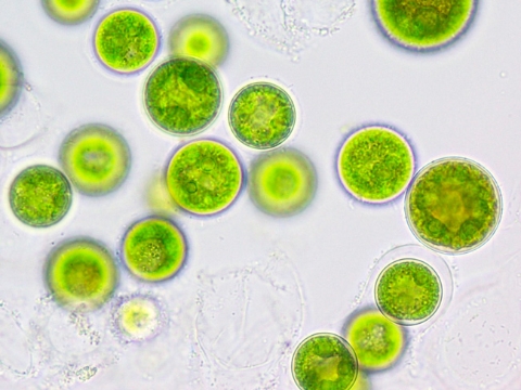 microalga-schizochytrium