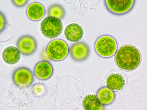 microalga-schizochytrium