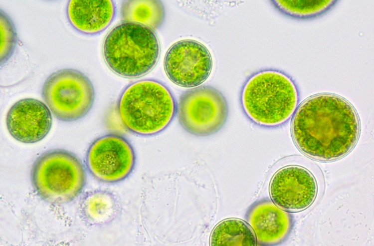 microalga-schizochytrium microalga-schizochytrium