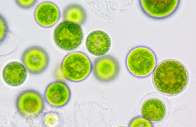 microalga-schizochytrium microalga-schizochytrium