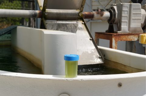 Microalgas producidas en reactores con efluentes de lenguado