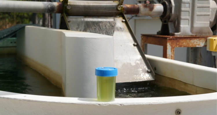 Microalgas producidas en reactores con efluentes de lenguado Microalgas producidas en reactores con efluentes de lenguado