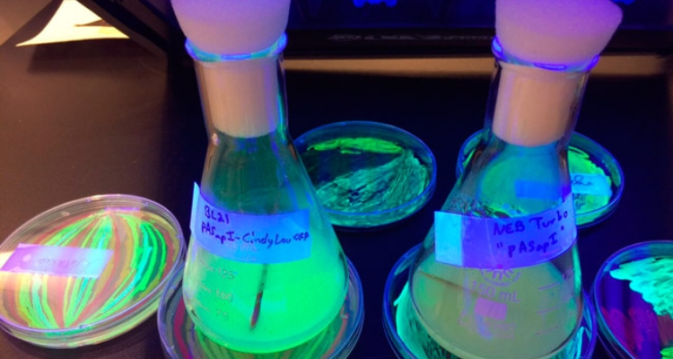 microalgas-MicroSynbiotiX