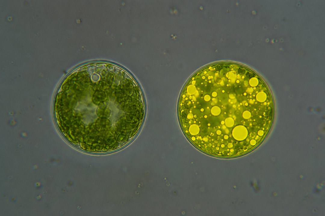 Microalga non-ogm vs ogm