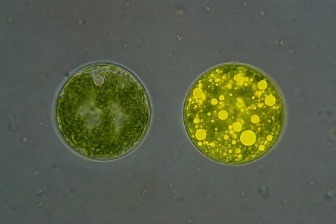 Microalga non-ogm vs ogm
