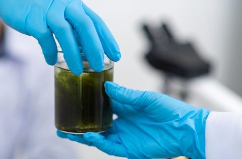Microalgas pasan de mano en mano