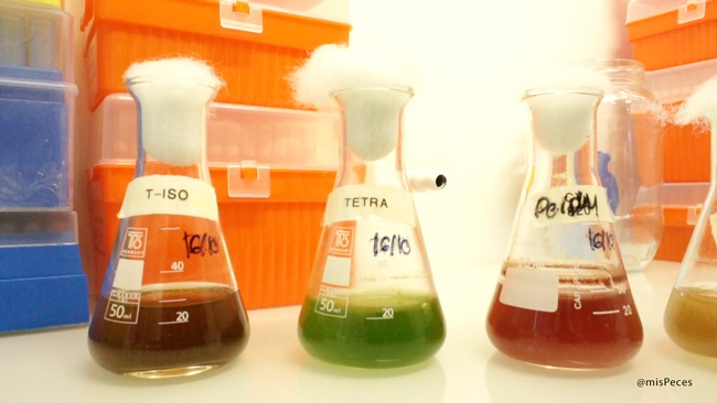 microalgas-t-iso-tetraselmis-mispeces