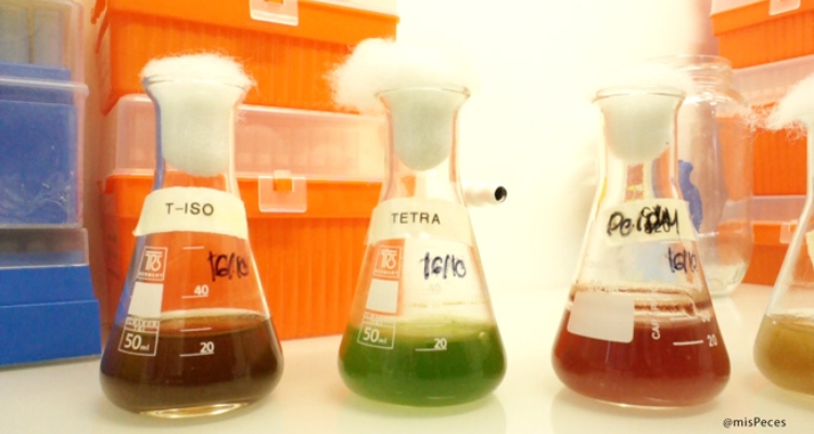 microalgas-t-iso-tetraselmis-mispeces microalgas-t-iso-tetraselmis-mispeces
