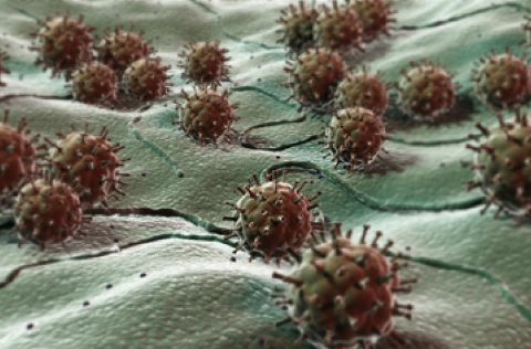 Microbiota intestinal Skretting