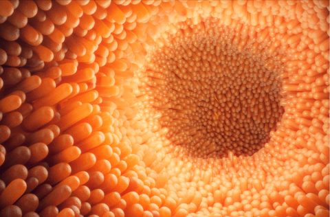 microvellosidades-intestinales