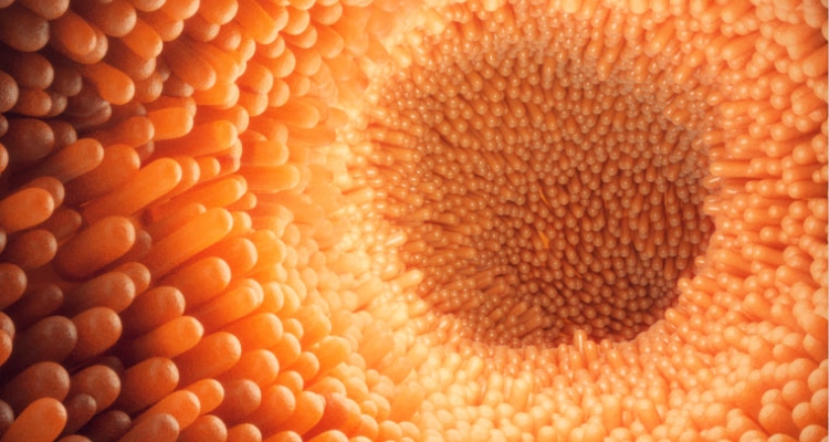 microvellosidades-intestinales microvellosidades-intestinales