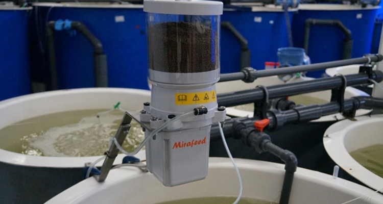 Mirafeed System /Innovaqua Mirafeed System /Innovaqua