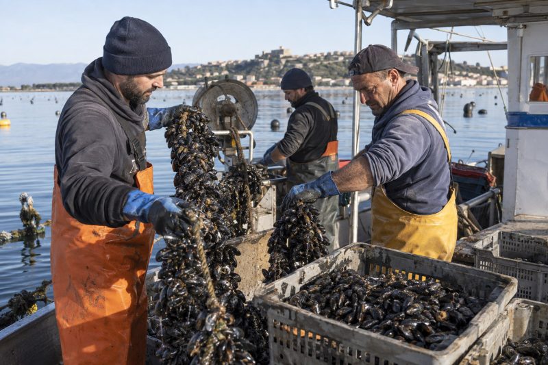 Anche l’Abruzzo applica la deroga FEAMPA: per i mitilicoltori colpiti dalle morie vale la produzione 2023