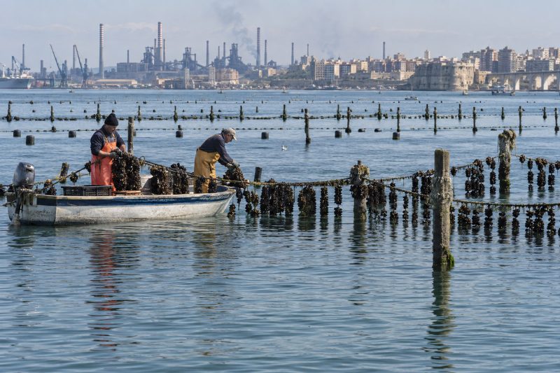 Taranto prepara nuove regole per la mitilicoltura dopo i risultati sulla decontaminazione