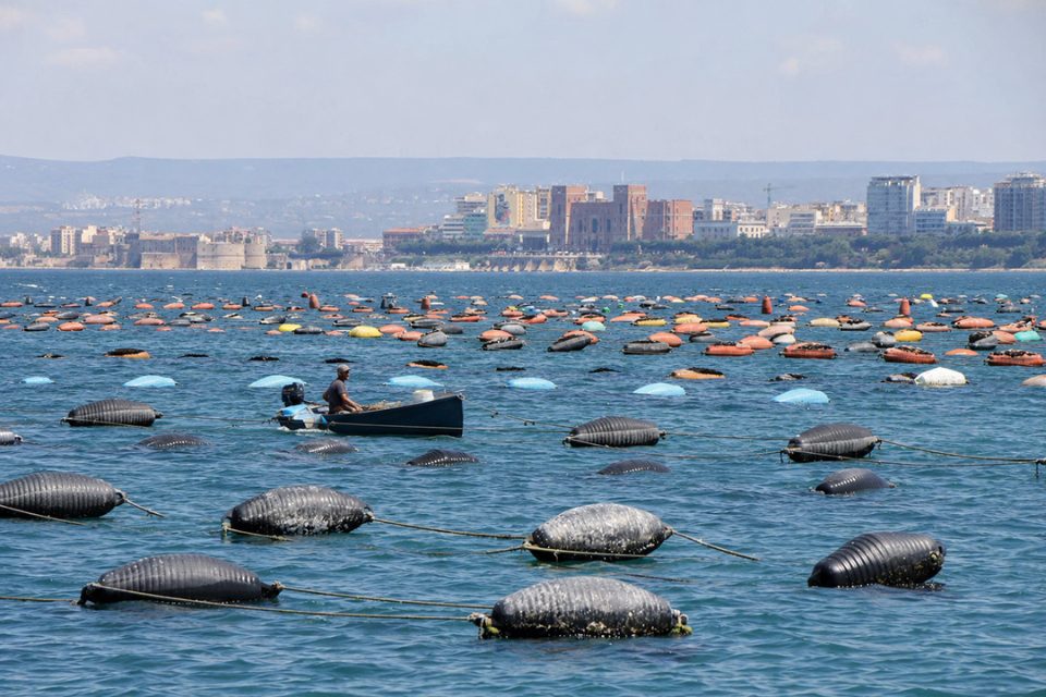 Mitilicoltura a Taranto