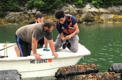 Científicos de la Universidad de Maine investigan las especies de moluscos bivalvos