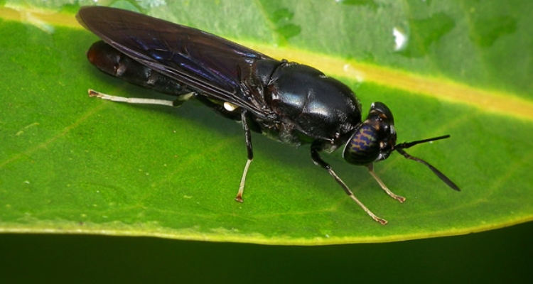 mosca-soldado-hemertia-illucens