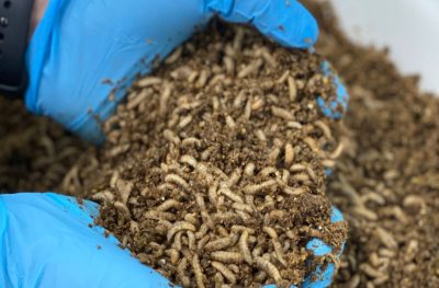 Aquaculture Europe 2023 de Viena pone en valor el potencial de los insectos como ingredientes de piensos acuícolas