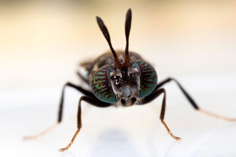 mosca-soldado