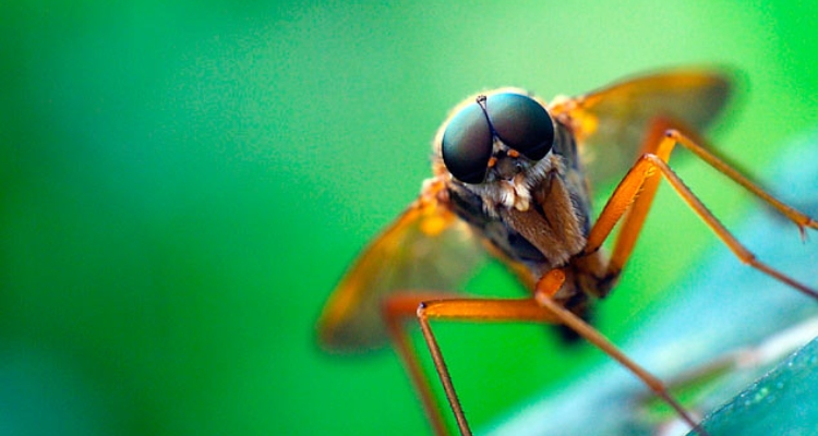 mosca